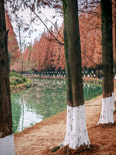 冬日河畔树林静谧美景