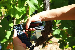 葡萄栽培