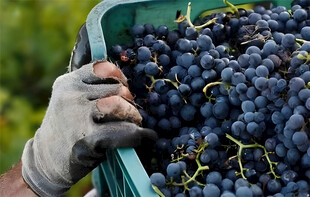 葡萄收获