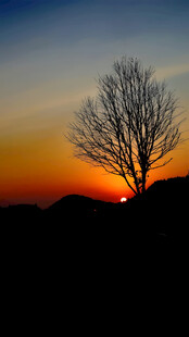 夕阳大树