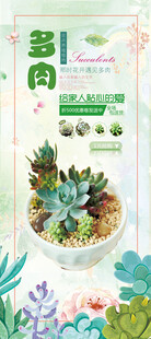 多彩多肉盆栽 绿意盎然花卉展架