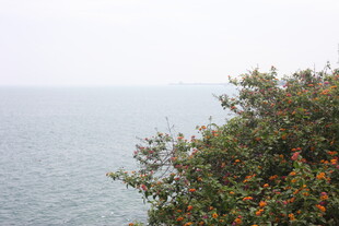 海边繁茂绿植俯瞰海景