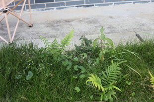 户外草地旁的机械与绿植