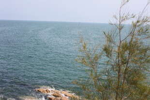 海边景致 绿植点缀海面