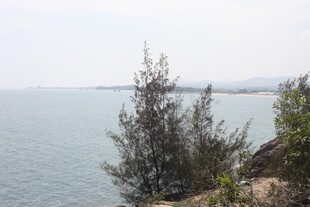 海边孤树 静谧自然景致