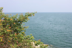 海边绿植与蔚蓝大海