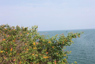 海边绿植景观