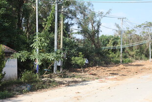 乡村土路旁的自然景象