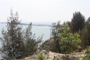 海边葱郁植被景观