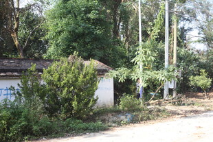 林间小屋 静谧自然景致