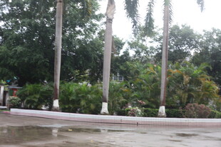 雨中庭院绿植景观