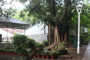 古树下的静谧街边景致