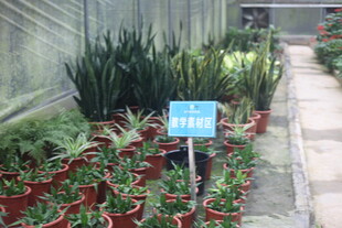 温室中的多样绿植展示