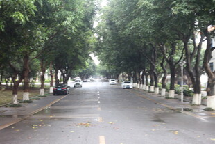 雨后林荫大道