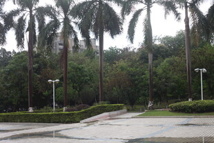 雨后的棕榈树景观