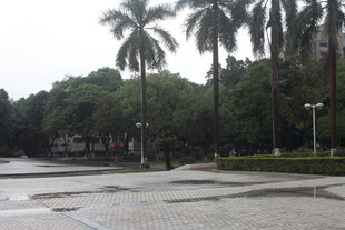 雨后公园的棕榈树景观