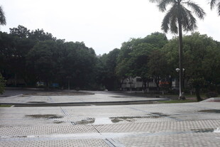 雨后校园空旷地面与绿树