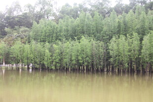 湖畔绿树成荫的自然景致