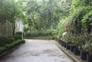 绿意盎然的幽静园林小道