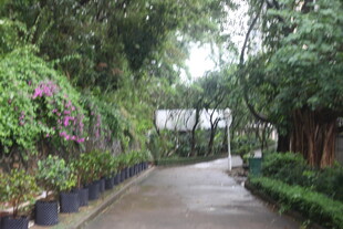 幽静绿植环绕的林间小道