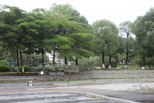 雨后公园的静谧景致