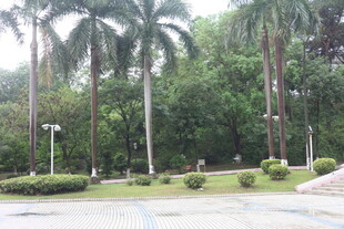 公园中的热带树木景观