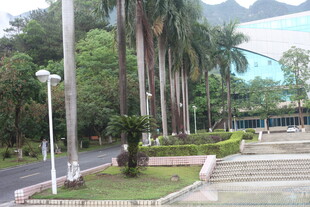 城市中整齐排列的高大棕榈树