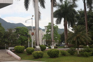 城市中的热带景观绿植