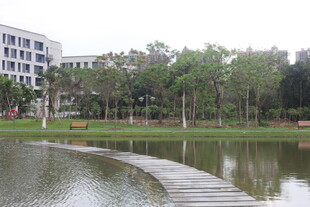 校园湖畔木栈道风景