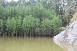 河畔绿树成荫的自然景致