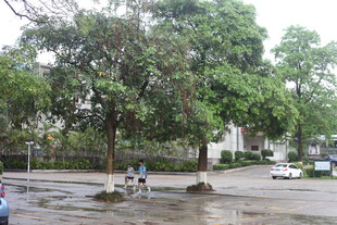 雨后公园的静谧场景