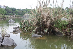 湖畔芦苇与石头的自然景致