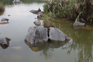 水中岩石旁栖息的鸟儿