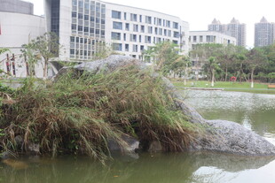 校园湖畔绿植景观