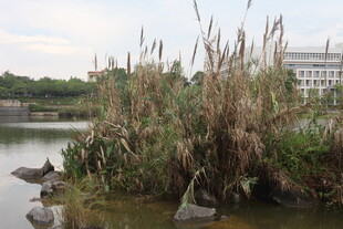 湖畔芦苇与水中动物景观