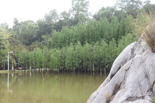 湖畔巨石与葱郁树林