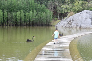 小孩在水边栈道观黑天鹅