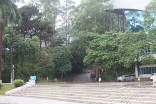 校园林荫步道景观