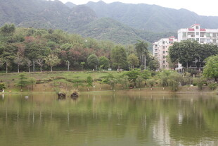 湖畔风光 远山绿树映碧水