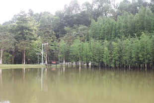 湖畔绿树成荫的静谧景致