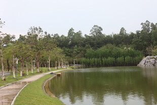 湖畔林荫道 静谧自然景