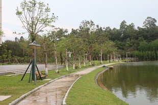 湖边林荫步道风景