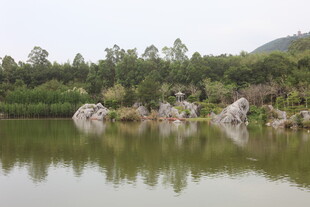 湖畔奇石与葱郁树林景观