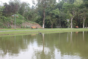 宁静湖畔的自然景致