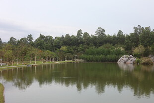 宁静湖畔绿树环绕美景