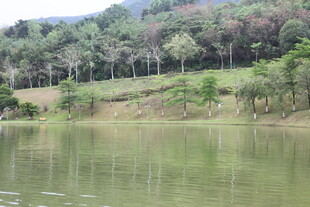 宁静湖畔的绿意风光