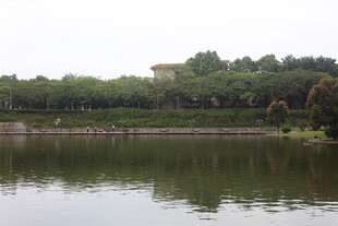 湖畔绿树成荫的宁静风光