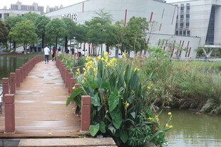 河畔木栈道旁的美丽花卉