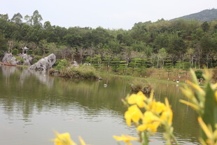湖畔黄花映绿树美景