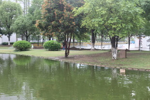 湖畔绿树成荫的宁静景致